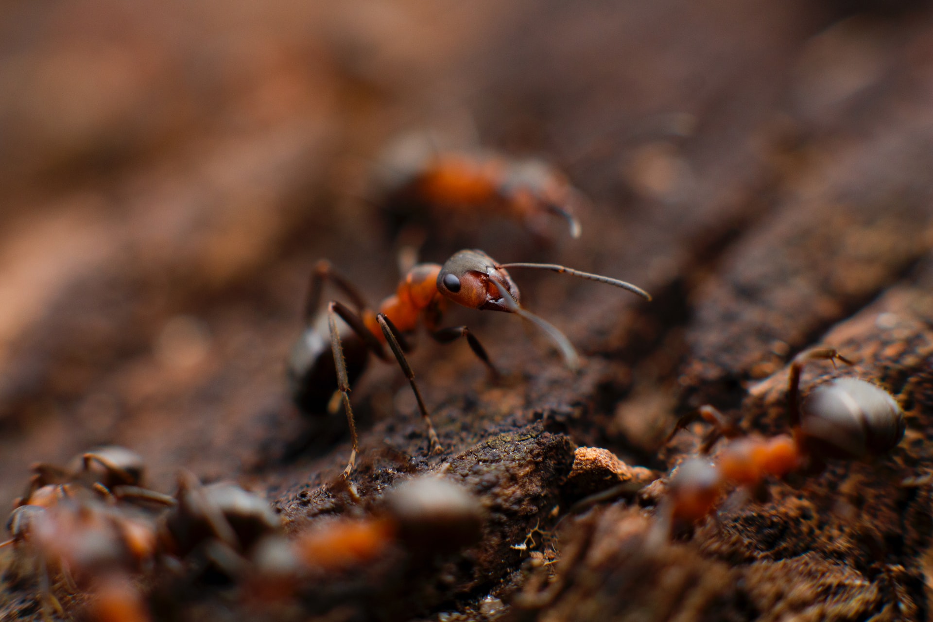 major pest control calgary, ant removal and extermination calgary,