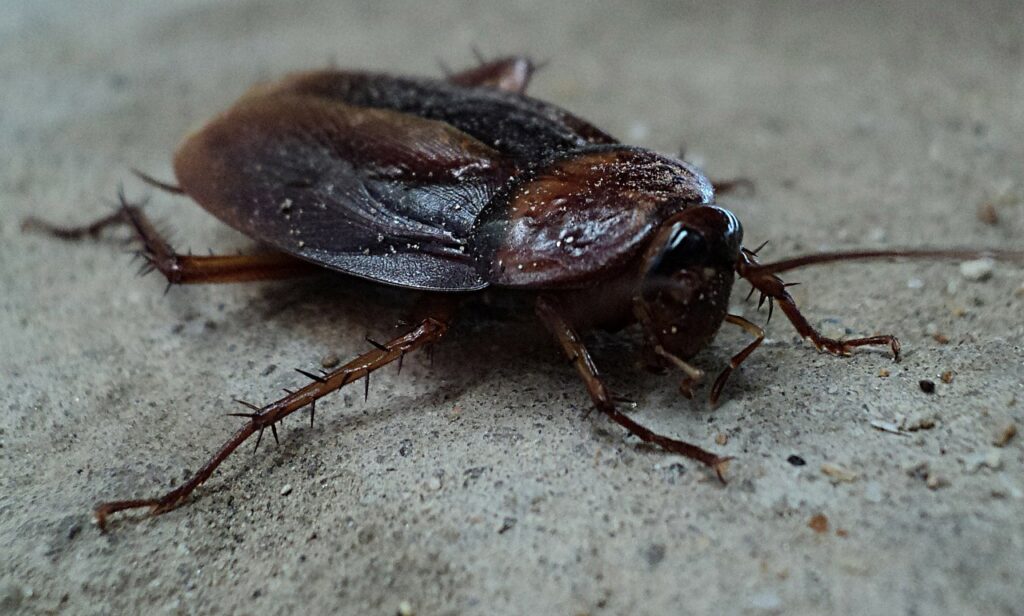 Red Deer Cockroach exterminator. how to get rid of cockroaches. kill cockroaches red deer