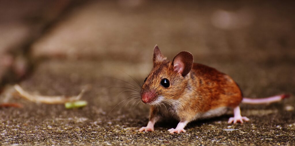 Mouse Control Red Deer. Exterminator for Mice In Red Deer. Pest Control Mice