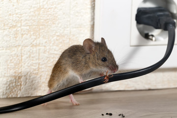 airdrie mouse removal, Calgary pest control services rodent exterminator