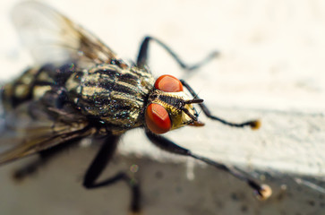 fly and pest control red deer, pest control for insects red deer, Major pest control near me