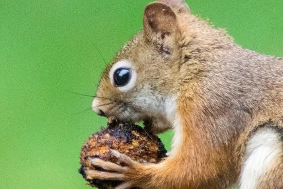 squirrel pest control in red deer, rodent removal services near me