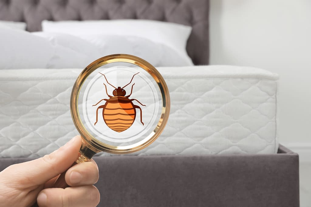 canmore pest control services, bed bug removal and extermination, exterminator for bed bugs and hotels