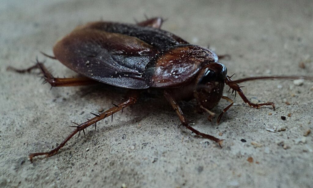 cockroach removal canmore, how to get rid of cockroaches, major pest control