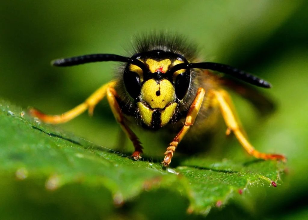 Red Deer wasp exterimation, exterminator near me