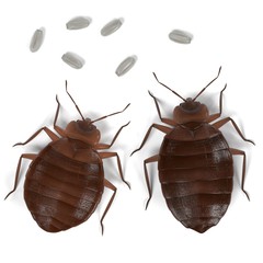 Bed Bugs In Red Deer. Pest Control For Bed Bugs. Local Bed Bug Exterminator Red Deer.