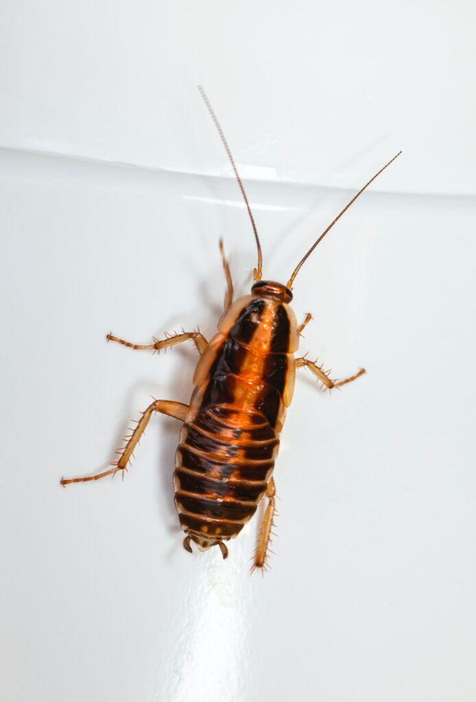best pest control red deer. local cockroach pest control company in red deer.