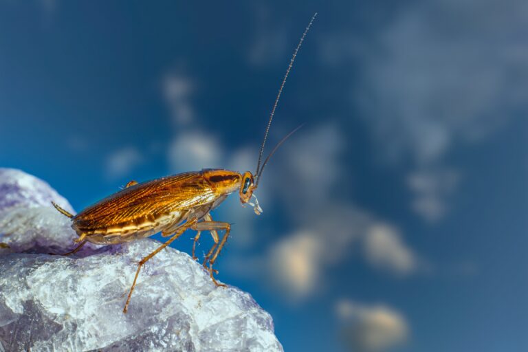 how to control cockroaches or prevent cockroaches in your red deer home