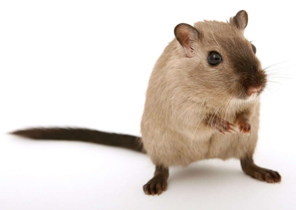 Pest Control Red Deer. Mouse Control In Red Deer. Keep Mice Out Of House Red Deer. Tips For Mouse Control In House.